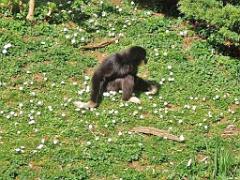 149 BIO PARC DE DOUE LA FONTAINE 3- 2016_000045